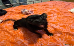 Chihuahua dogs for sale: Stunning absolutely stunning female chihuahua  - Image 3