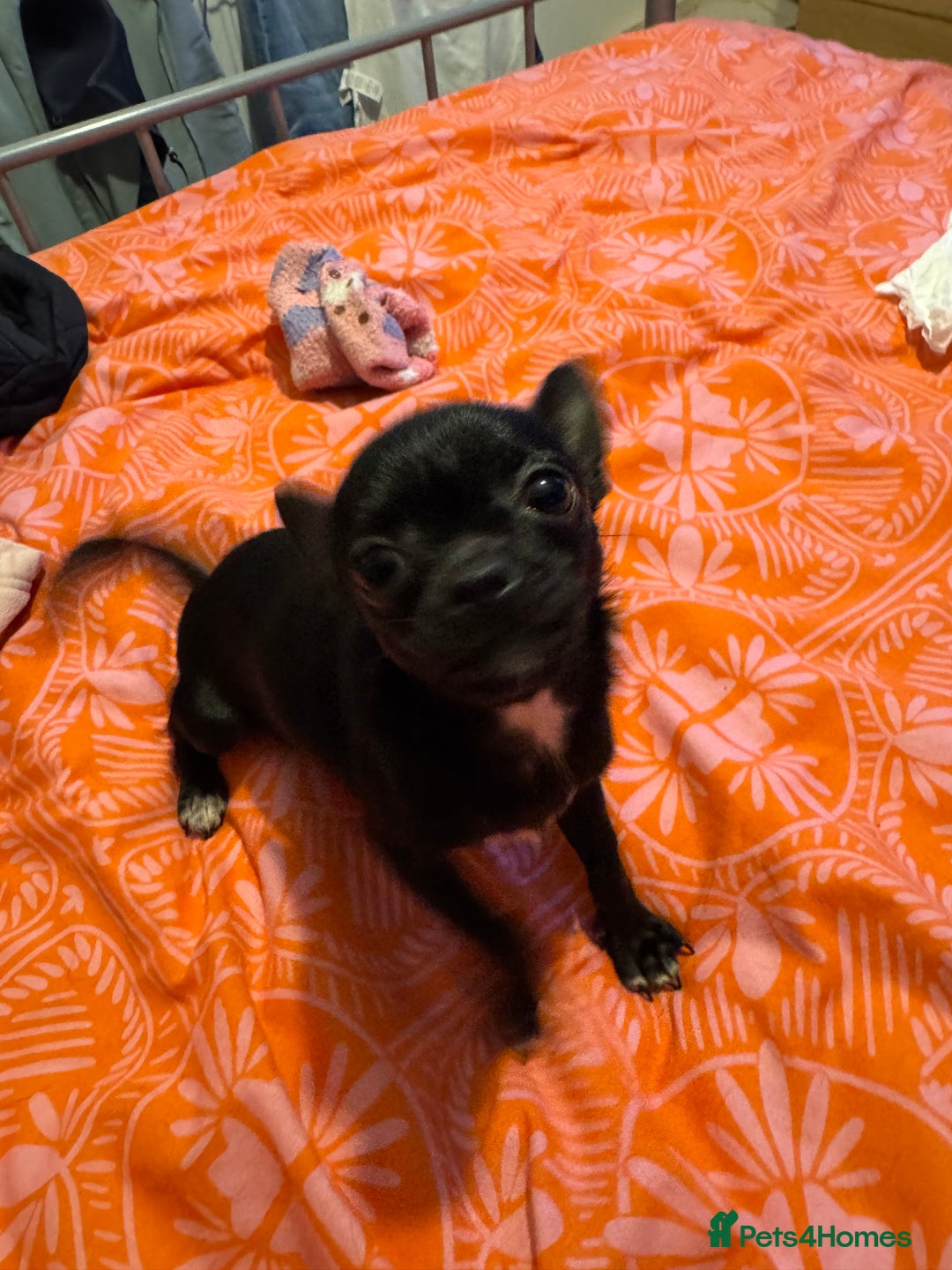 Chihuahua dogs for sale: Stunning absolutely stunning female chihuahua  - Image 3