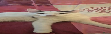 Mixed Breed Kitten 1