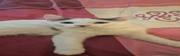 Mixed Breed cats for sale: Two kittens, one male and one female, mixed breed. - Advert 3