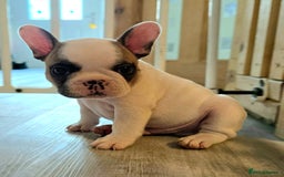 French Bulldog dogs for sale: Adorable Frenchie Puppies Seeking Forever Homes - Image 8