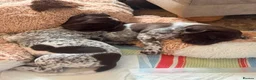 German Shorthaired Pointer dogs for sale: ***STUNNING KC GERMAN SHORTHAIRED POINTERS PUPS*** - Advert 6