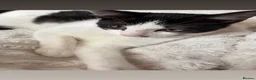 Mixed Breed cats for sale: Playful cute kittens looking for their home in Woodford Green - Advert 9