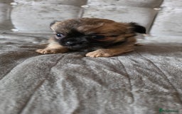 Chihuahua dogs for sale: Tiny Long-Haired Chihuahua Puppies - Image 13