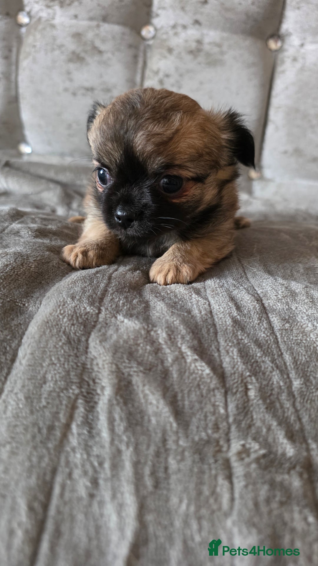 Chihuahua dogs for sale: Tiny Long-Haired Chihuahua Puppies - Image 13