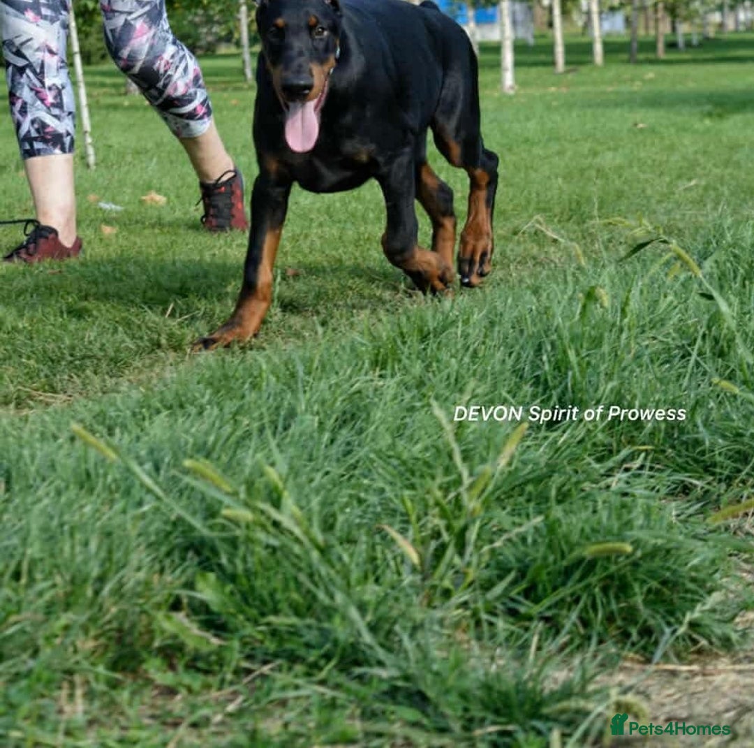 Dobermann dogs for sale: 6 month old stunning male  - Image 3