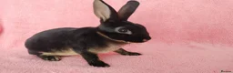 Rex rabbits for sale: Baby mini rex for sale  - Advert 2