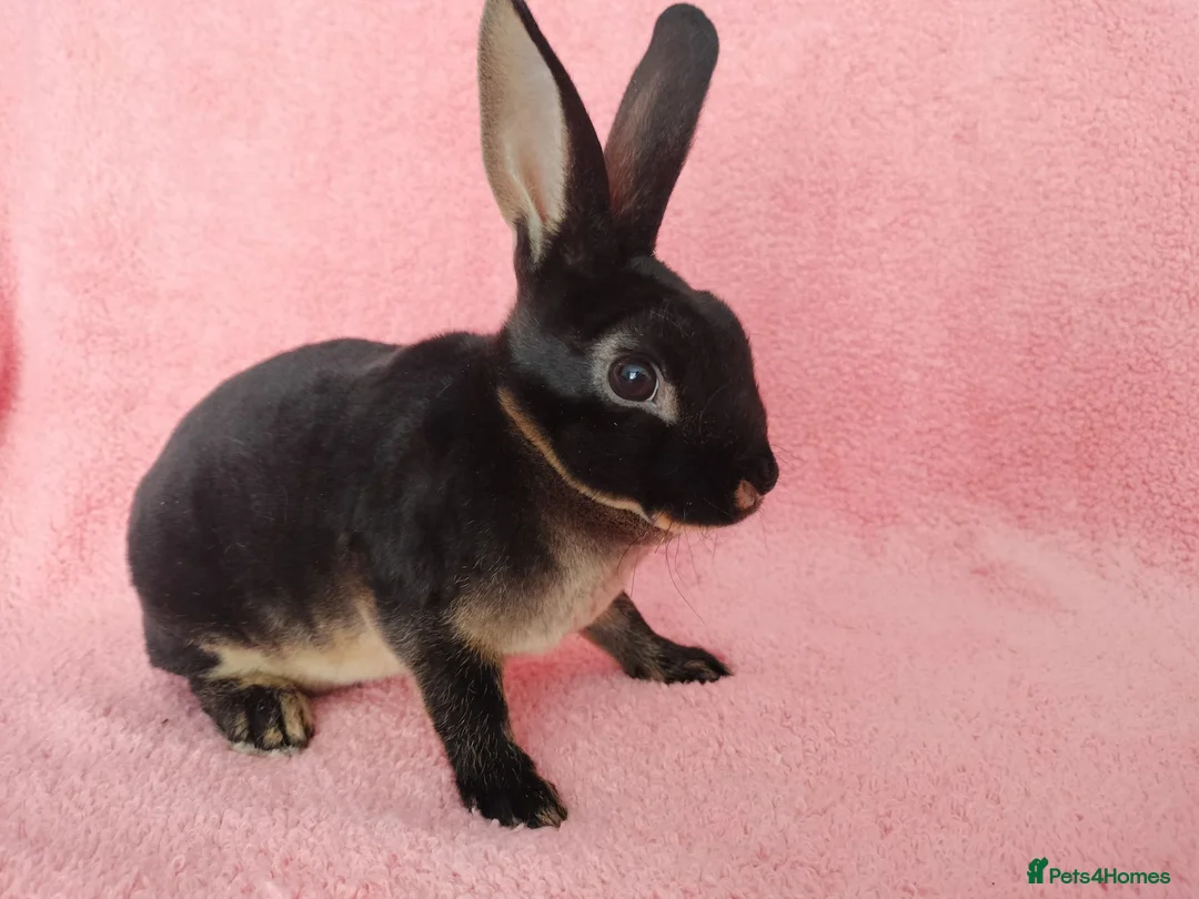 Rex rabbits for sale: Baby mini rex for sale  - Advert 2