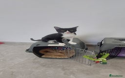 Arabian Mau cats for sale: Very special duo! - Image 3