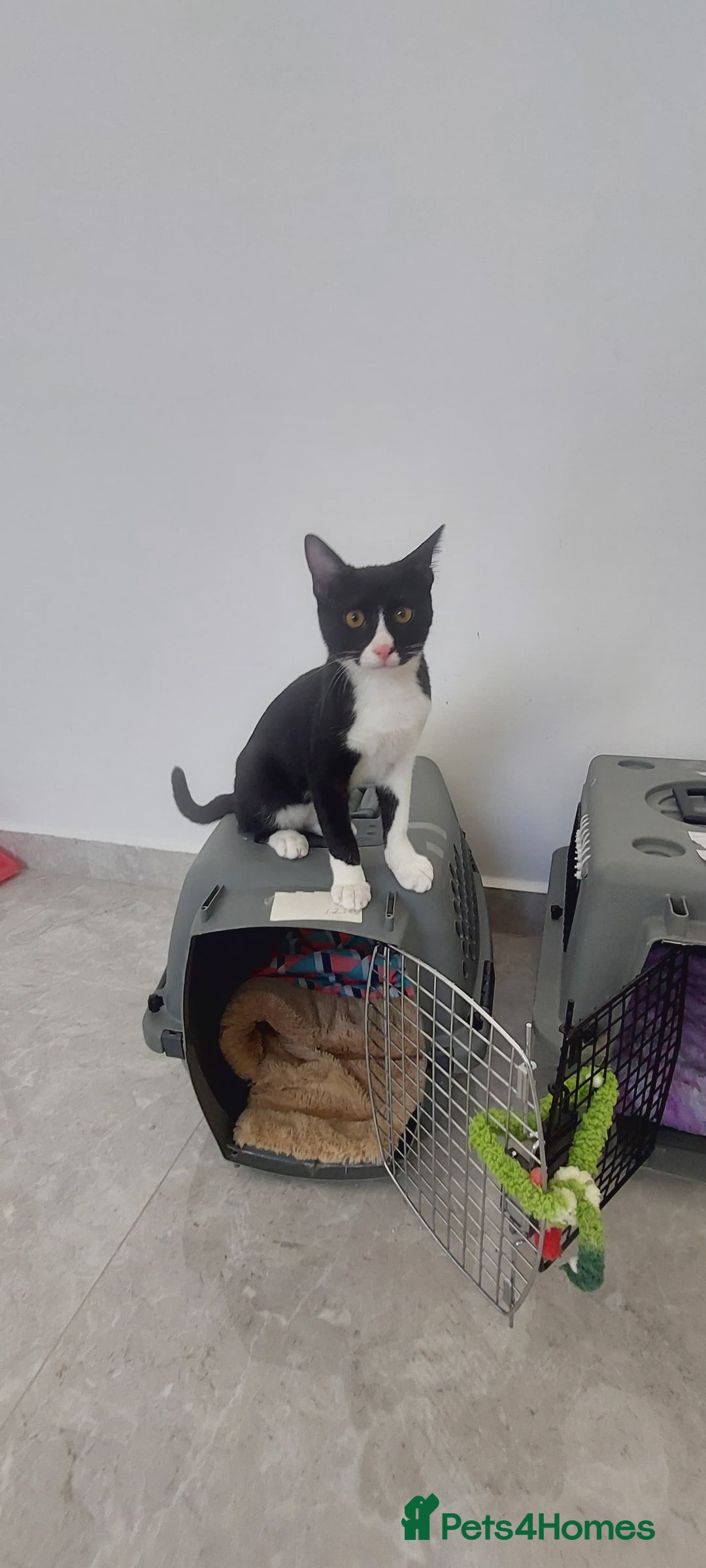 Arabian Mau cats for sale: Very special duo! - Image 3