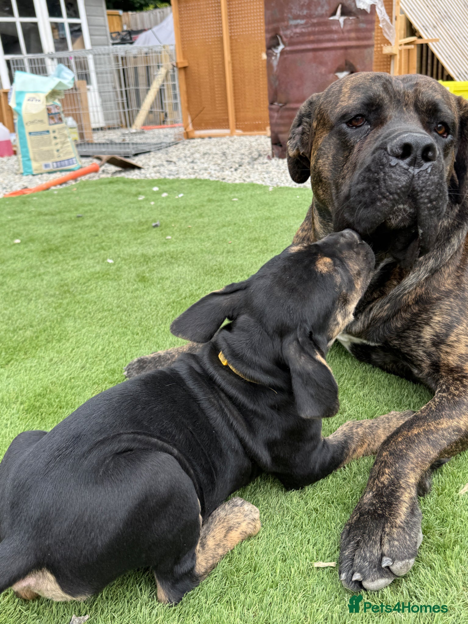 Mixed Breed dogs 3 BOYS LEFT❣️ Cane Corso x - Advert 1