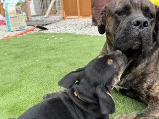 Mixed Breed dogs 3 BOYS LEFT❣️ Cane Corso x - Advert 1