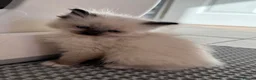 Ragdoll cats for sale: GCCF registered Ragdoll kittens - Advert 6