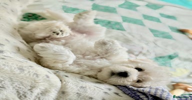 Poochon dogs - Advert 6