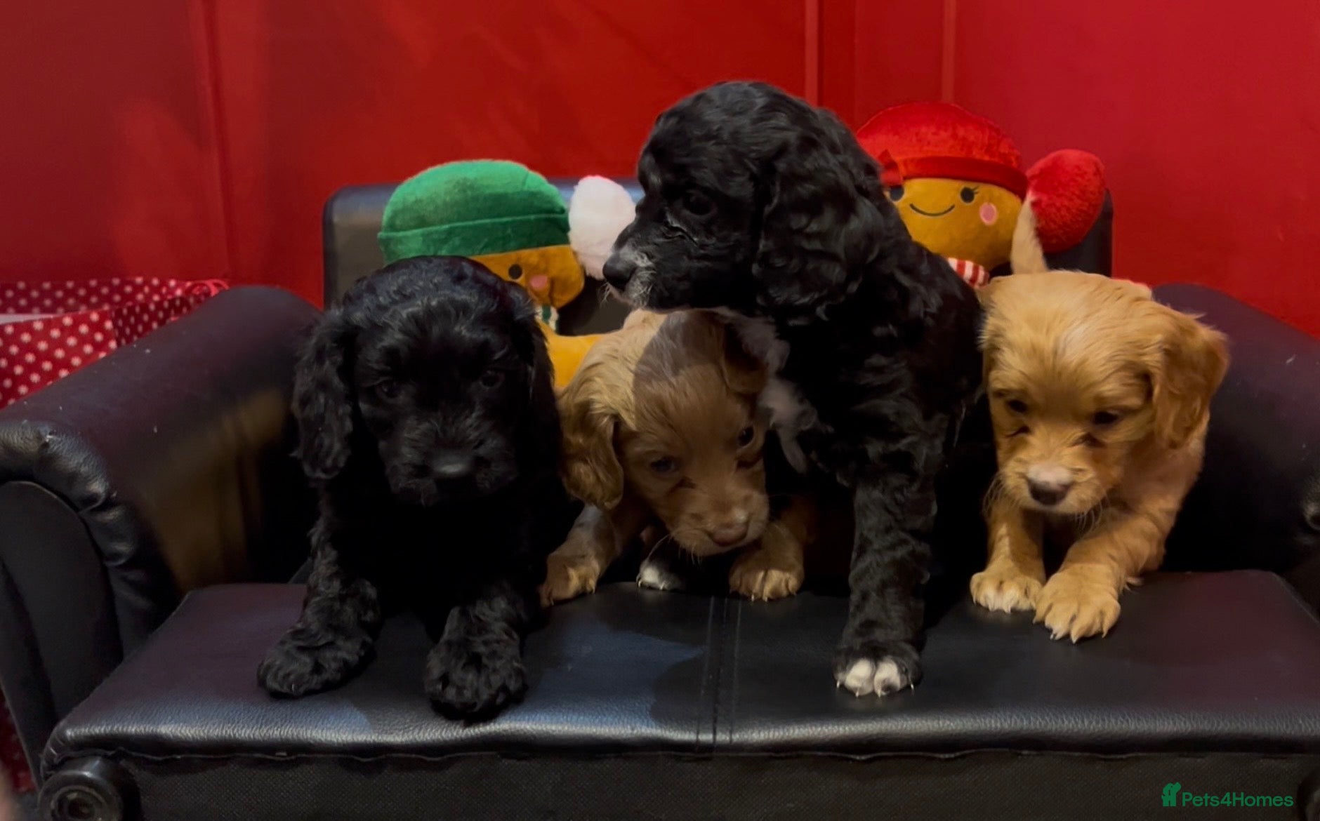 Cockapoo dogs 2 girls Miniature cockapoo puppies for sale - Advert 9