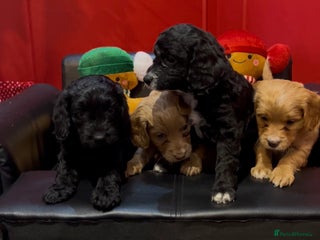 Cockapoo dogs 2 girls Miniature cockapoo puppies for sale - Advert 9