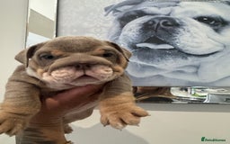 English Bulldog dogs for sale: English bulldog puppies  - Image 4