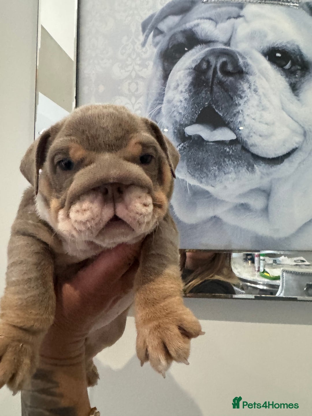 English Bulldog dogs for sale: English bulldog puppies  - Image 4
