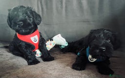 Miniature Schnauzer dogs for sale: Black pedigree miniature schnauzer - Female - Image 7