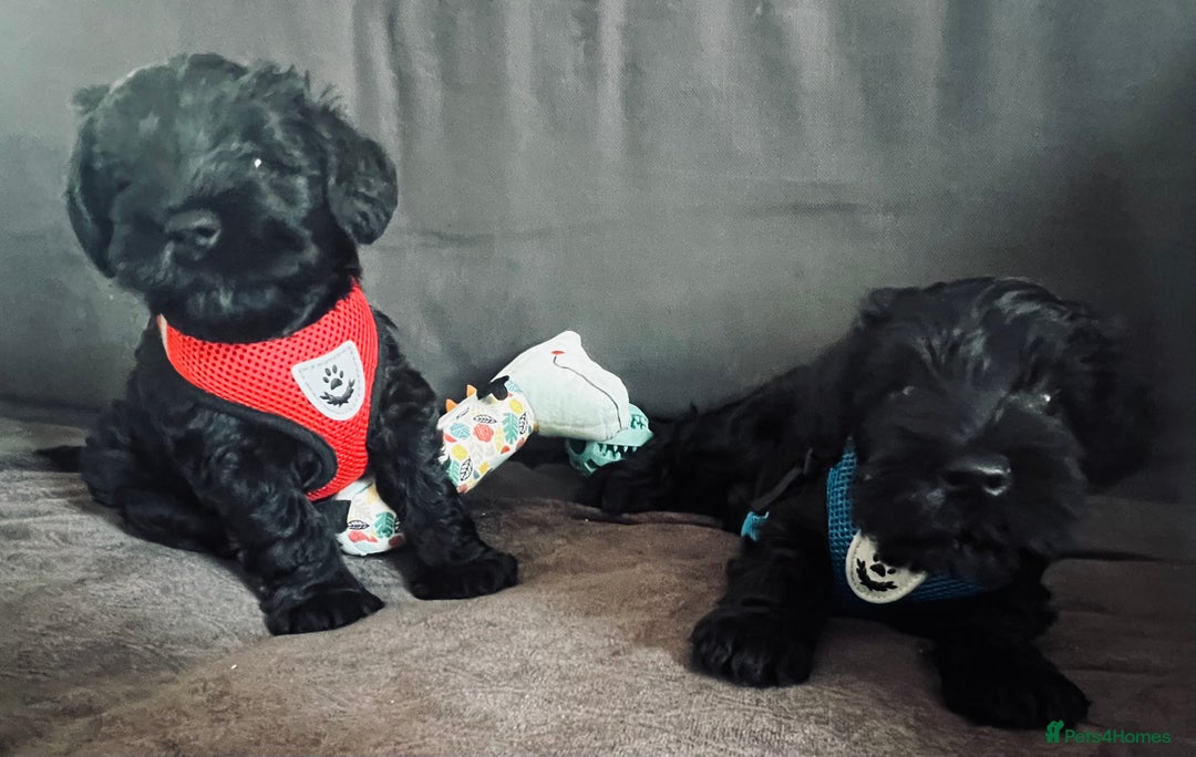 Miniature Schnauzer dogs for sale: Black pedigree miniature schnauzer - Female - Image 7