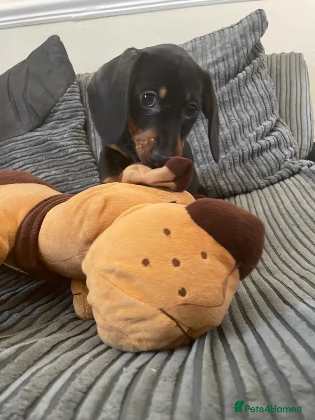 Miniature Dachshund dogs for sale: ABSOLUTELY beautiful little puppies in Burton-on-Trent - Advert 4