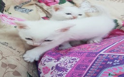 Mixed Breed cats for sale: Khao Manee kittens  - Image 2
