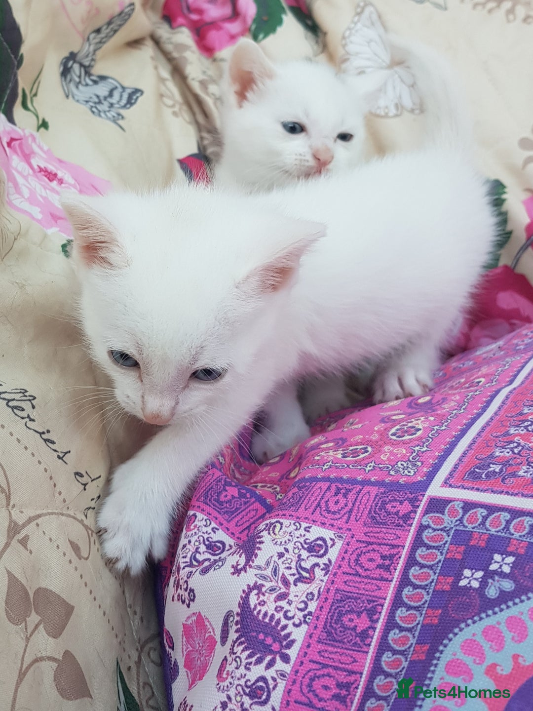 Mixed Breed cats for sale: Khao Manee kittens  - Image 2