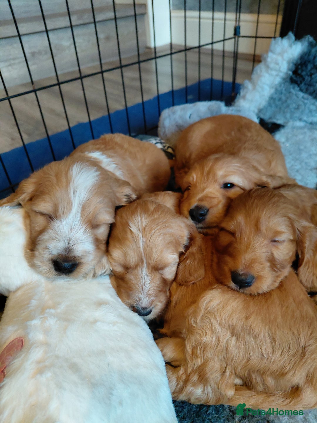 Mixed Breed dogs for sale: Australian Labradoodle puppies - Advert 6