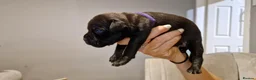 Staffordshire Bull Terrier dogs for sale: Beautiful Staffordshire Bull Terrier Puppies in Stockport - Advert 7