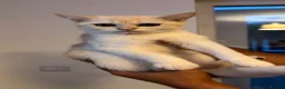 Scottish Fold cats for sale: PUREBRED GOLDEN CHINCHILLA SCOTTISH FOLD KITTENS  - Advert 3