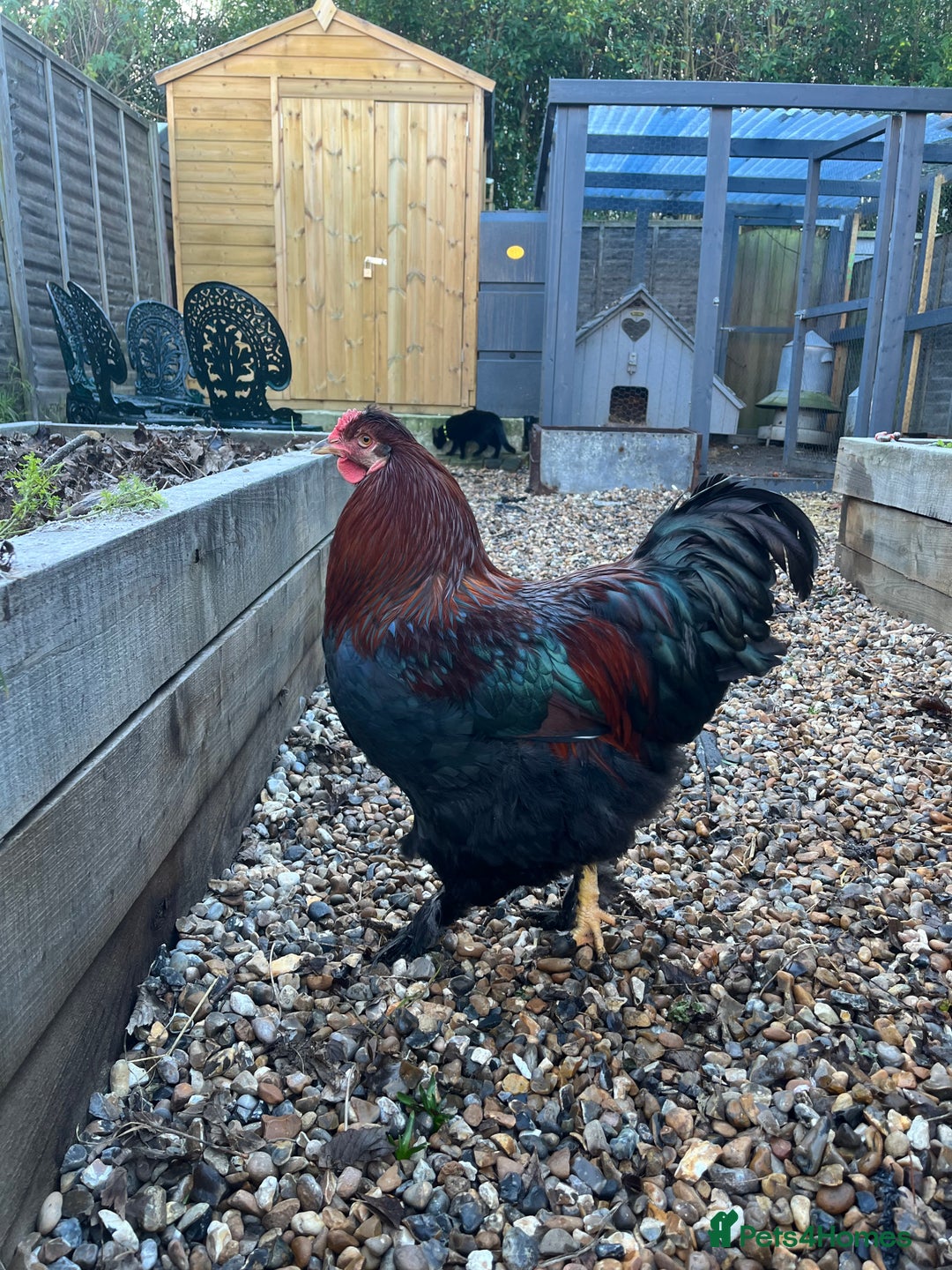 Chickens poultry for sale: Sold as a pair or individually  - Advert 3