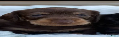 Dachshund 3