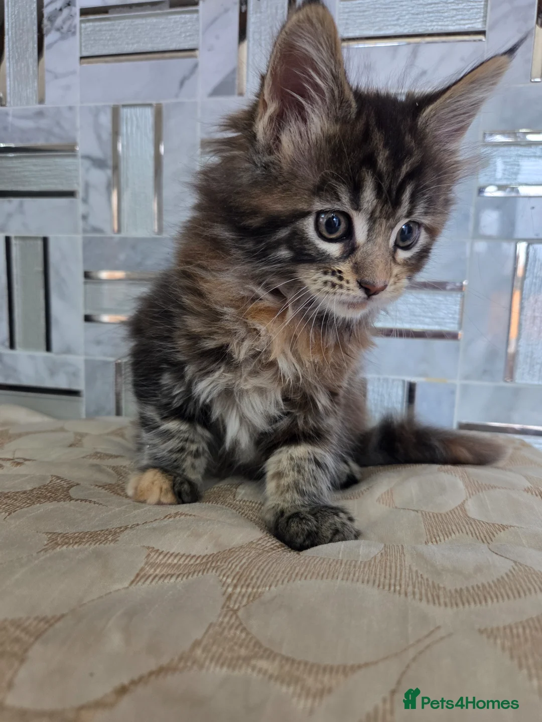 Maine Coon cats for sale: Maine Coon Kitten For Sale  - Advert 16