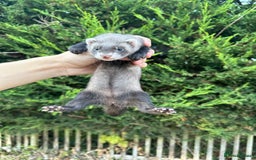 Ferret rodents for sale: solid black cross polecat kits  - Image 6