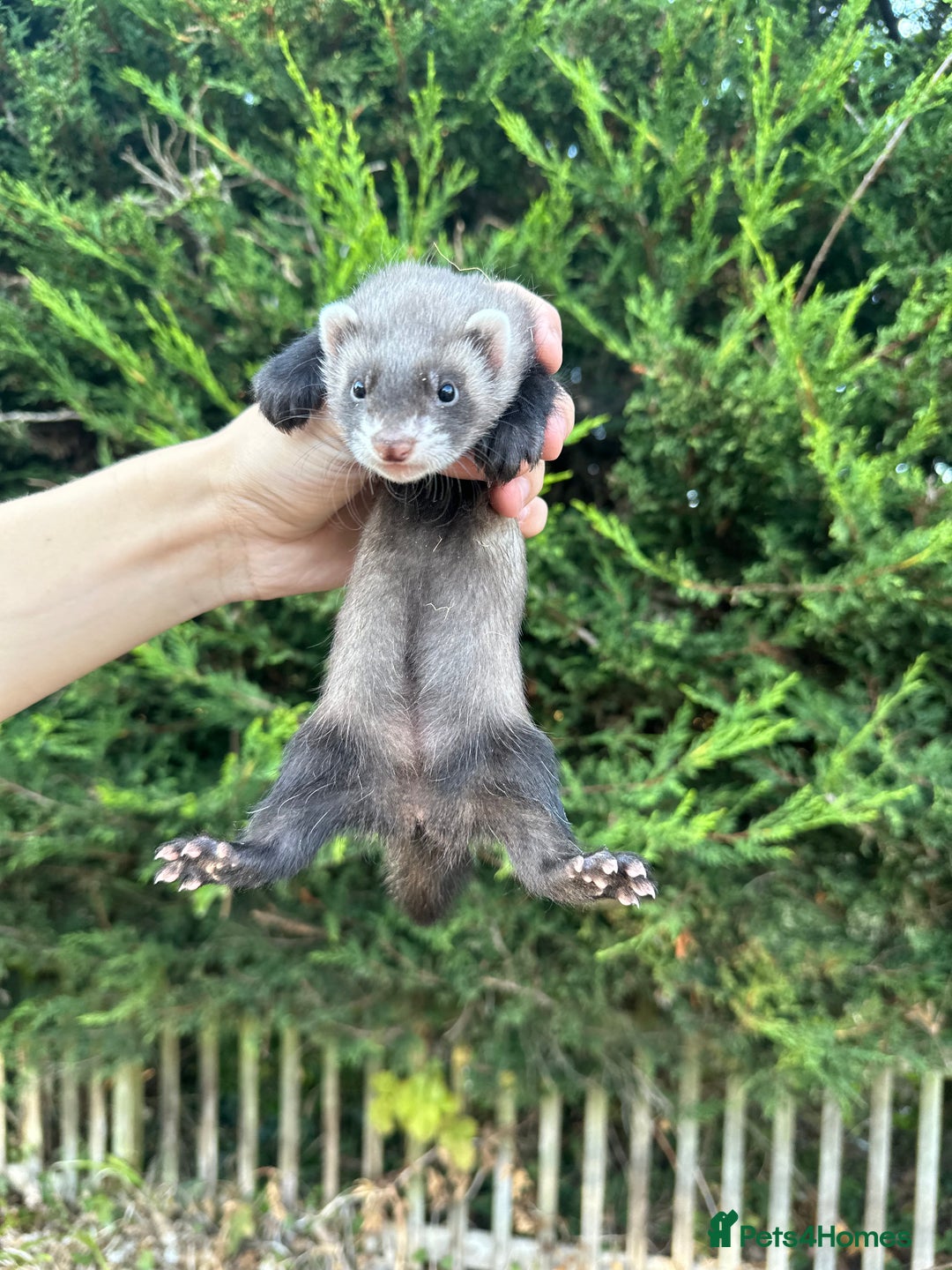 Ferret rodents for sale: solid black cross polecat kits  - Image 6