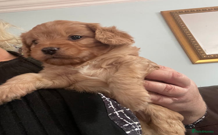 Cavapoo dogs - Advert 8