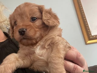 Cavapoo dogs - Advert 13