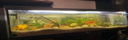 Other/Mixed Breed fish for sale: 500L Aquarium with Fish, Heater & External Filter  in London - Advert 10