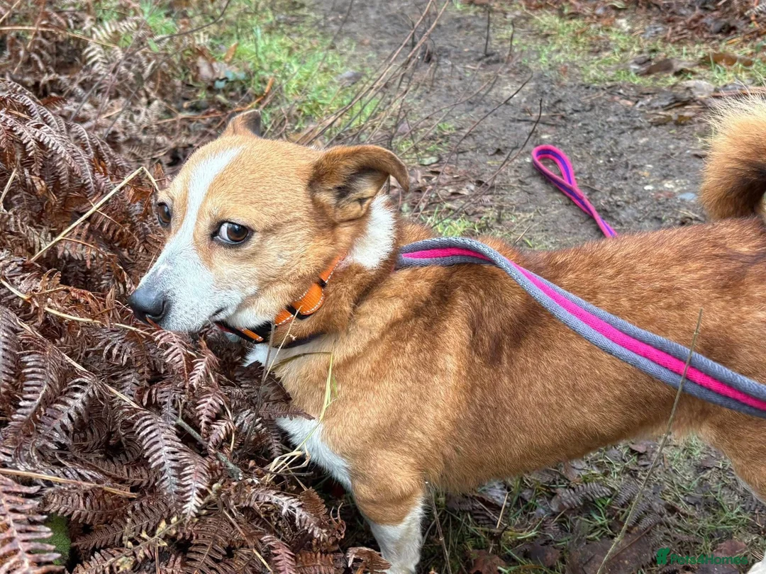Mixed Breed dogs for adoption: Polly - Norwich Norfolk  - Advert 20