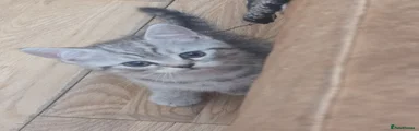 Persian 3