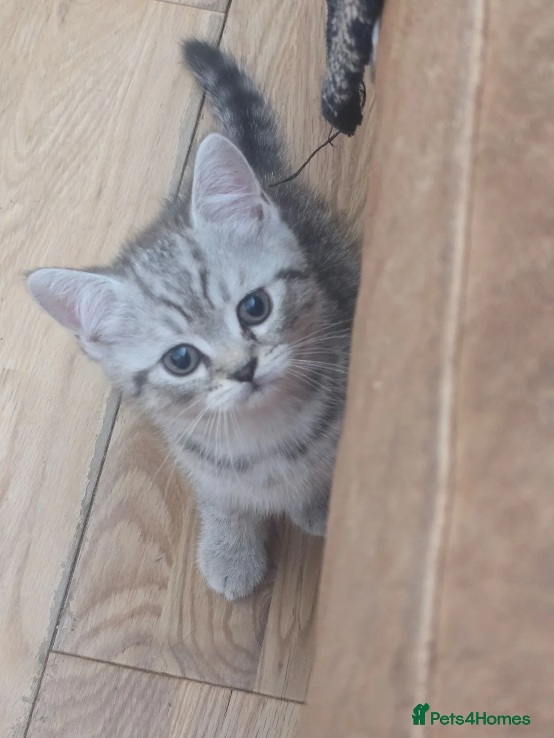 Persian cats for sale: Persian cross exotic in Birmingham - Advert 1