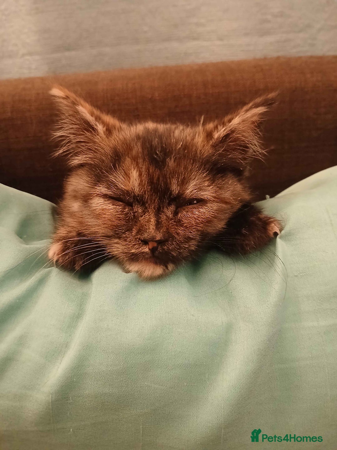 Domestic Shorthair cats for adoption: ADOPTION - Mince Pie - Advert 2