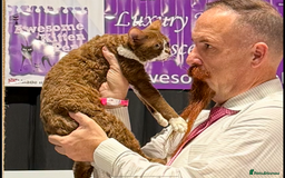Devon Rex cats for sale: Devon Rex Kittens  - Image 27