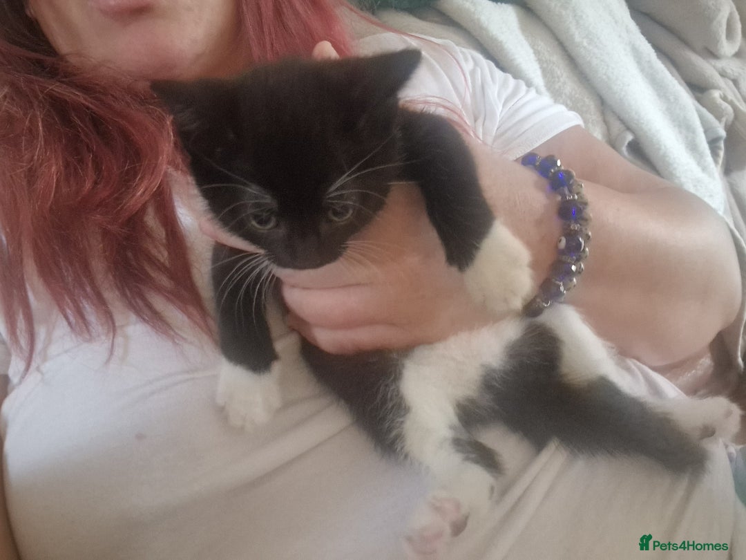 Mixed Breed cats for sale: Kittens - Image 33