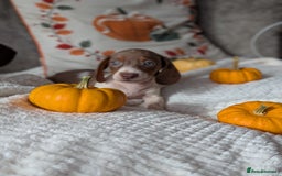 Miniature Dachshund dogs for sale: Miniature dachshund puppies  - Image 11