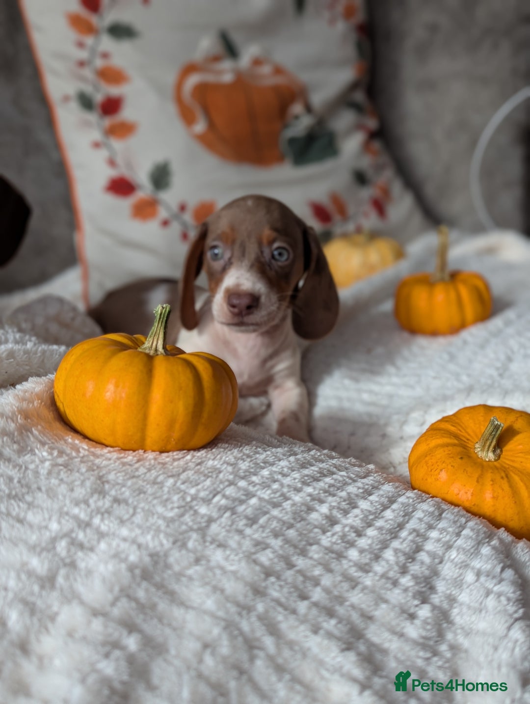 Miniature Dachshund dogs for sale: Miniature dachshund puppies  - Image 11