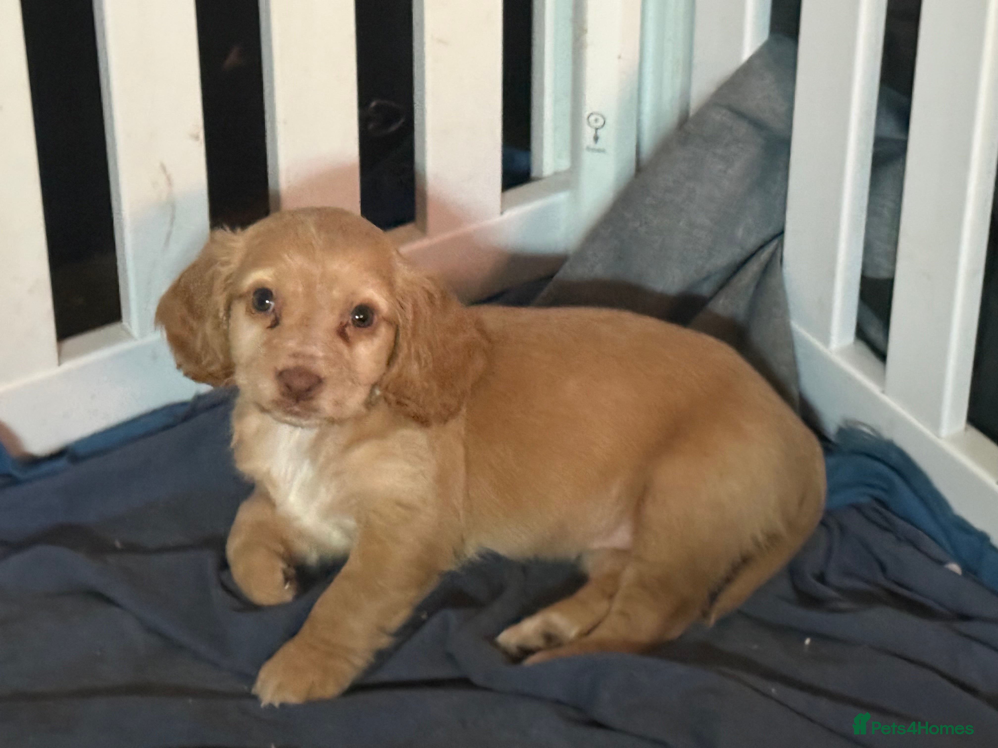 Cocker Spaniel dogs 1 cocker spaniel girl  left available  - Advert 12