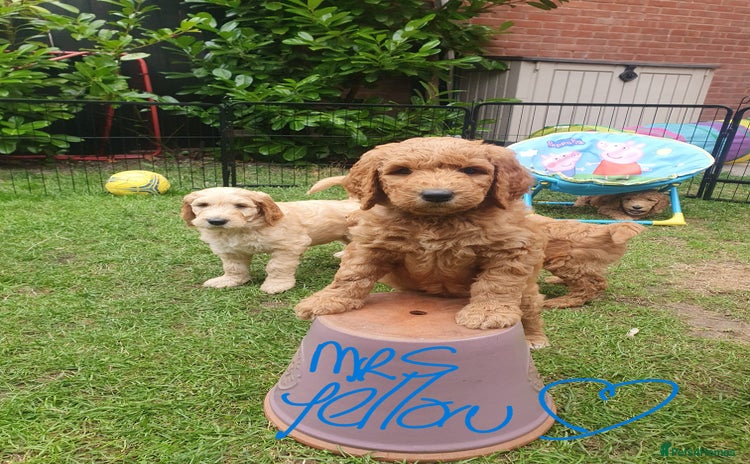 Goldendoodle dogs - Advert 3