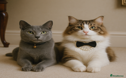 Russian Blue cats for sale: Russian blue =Main coon cross kittens  - Advert 18