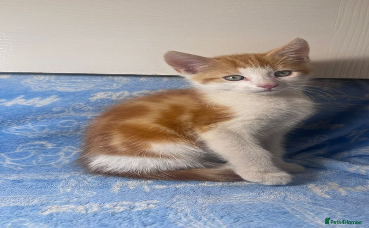 Mixed Breed cats - Advert 15